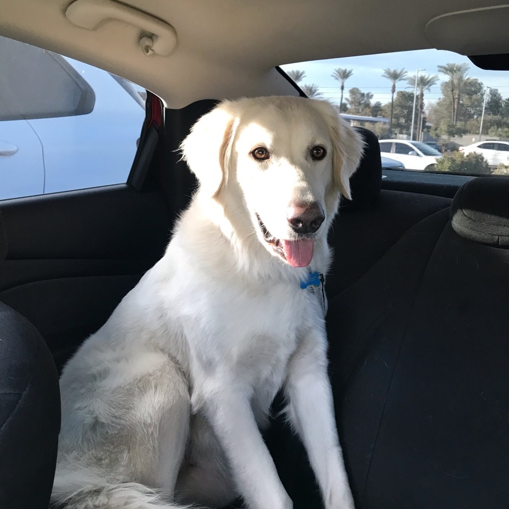 Meet your Posher, Amy